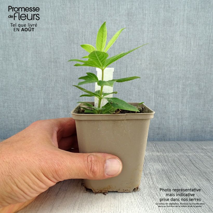 Spécimen de Véronique Apollo - Veronicastrum virginicum Apollo Godet de 8/9 cm tel que livré en été