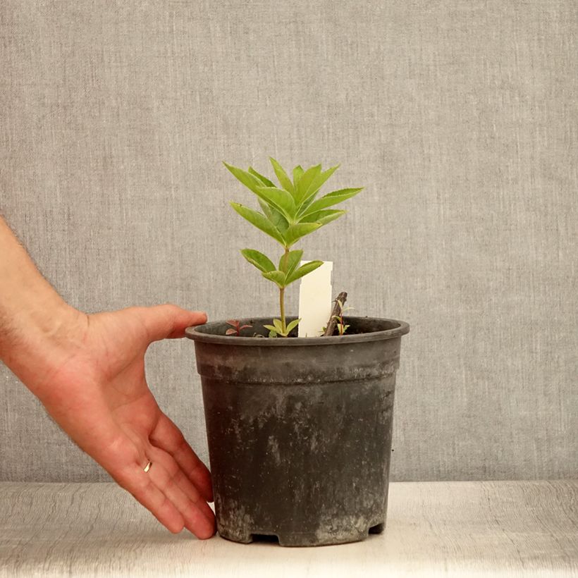 Spécimen de Véronique Apollo - Veronicastrum virginicum Apollo Pot de 2L/3L tel que livré en été