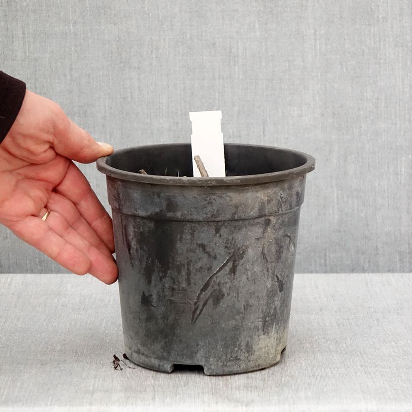 Spécimen de Véronique Apollo - Veronicastrum virginicum Apollo - Pot de 2L/3L tel que livré au printemps