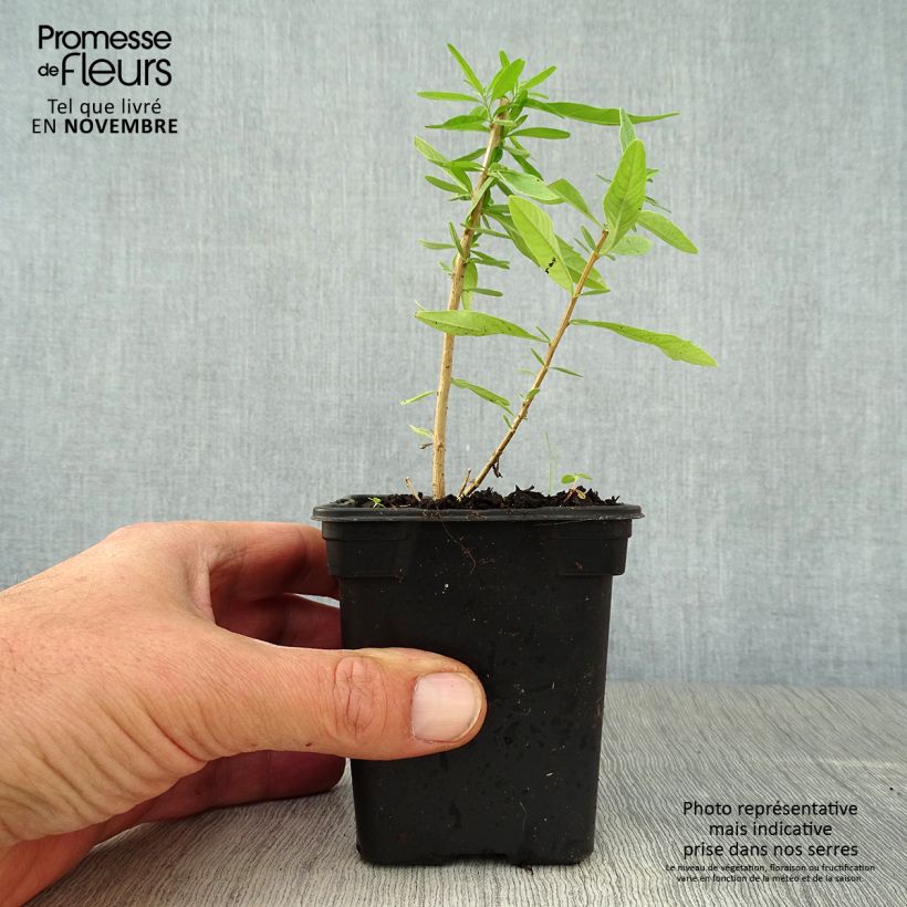 Spécimen de Verveine d'Argentine - Aloysia polystachya Godet de 7/8 cm tel que livré en automne
