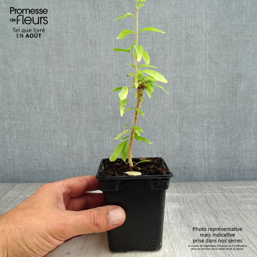 Spécimen de Verveine d'Argentine - Aloysia polystachya Godet de 7/8 cm tel que livré en été