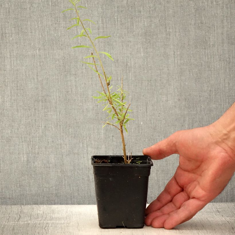 Spécimen de Verveine d'Argentine - Aloysia polystachya BIO Godet de 7/8 cm tel que livré au printemps