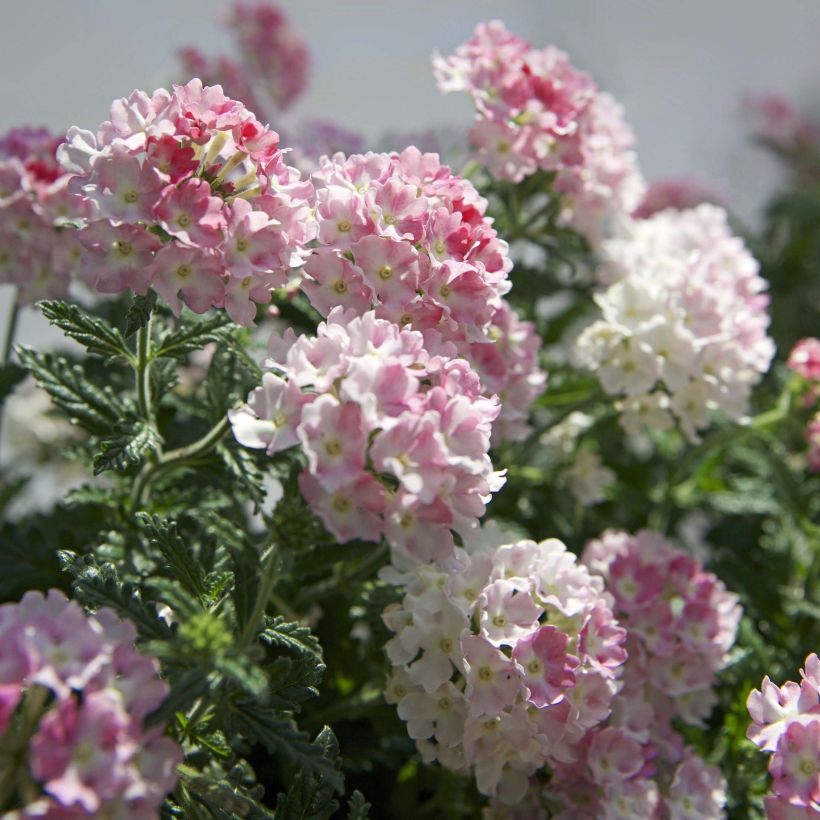 Verveine Estrella Pink Ballet (Floraison)