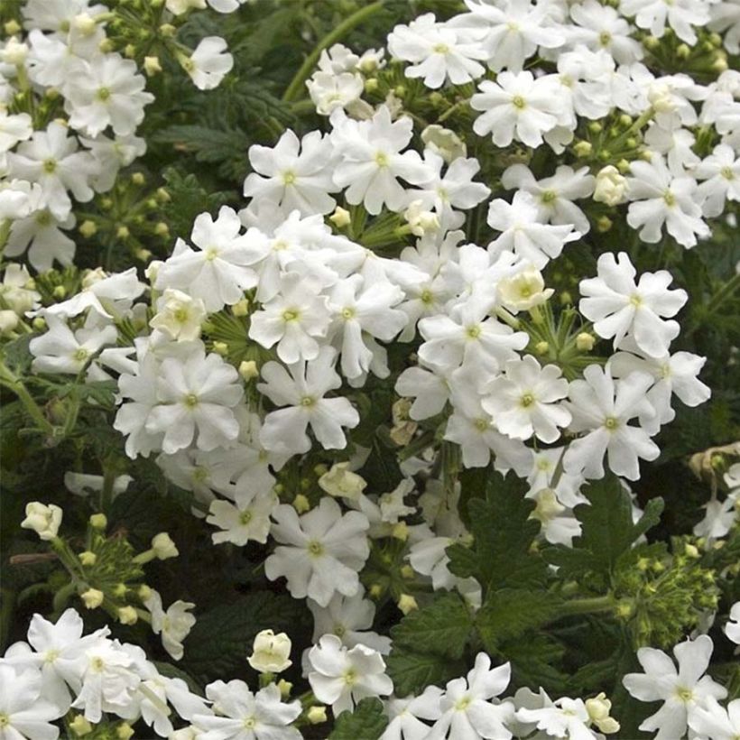 Verveine Virgo White (Floraison)