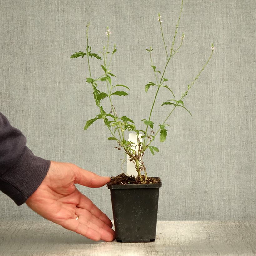 Spécimen de Verveine officinale - Verbena officinalis Godet de 8/9 cm tel que livré en été