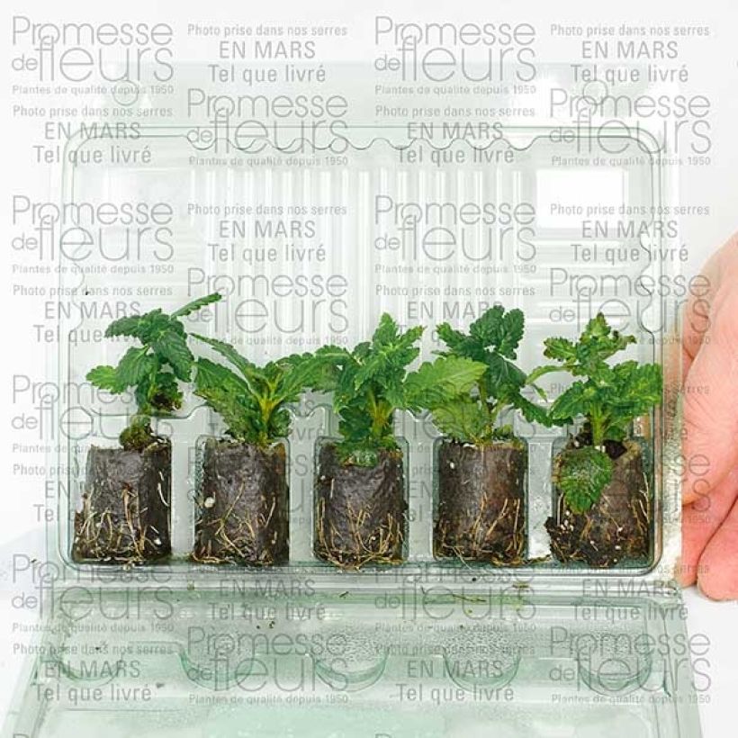 Exemple de spécimen de Verveine Star dreams lilas Mini-motte 4 cm tel que livré