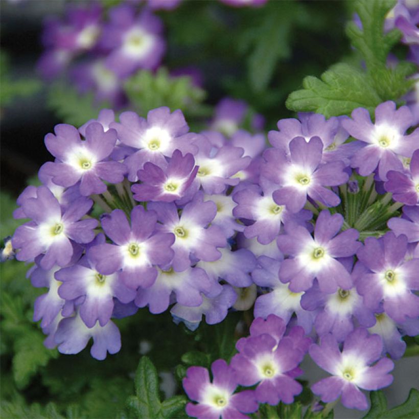 Verveine Lavender White (Floraison)