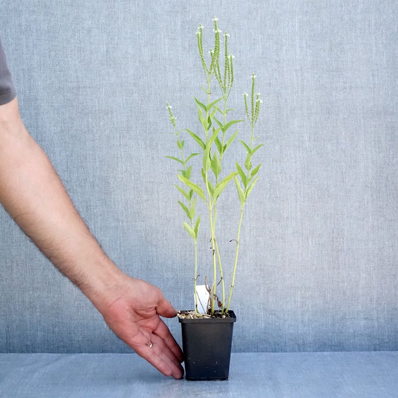 Spécimen de Verveine - Verbena hastata Alba Godet de 8/9 cm tel que livré en été