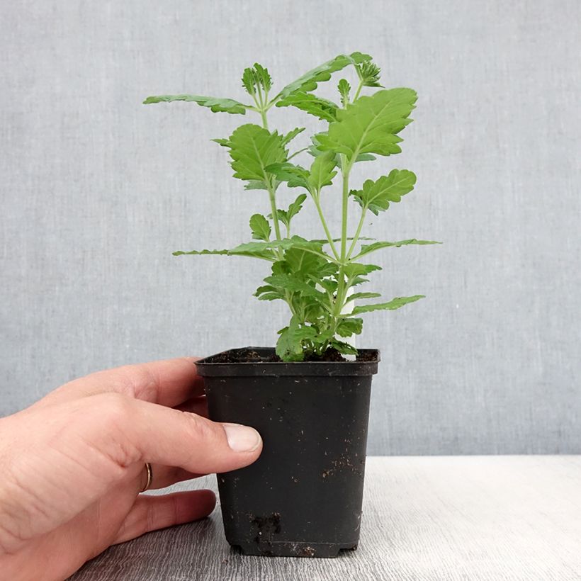 Spécimen de Verveine Virgo Lavender Star - godet de 8/9cm tel que livré au printemps