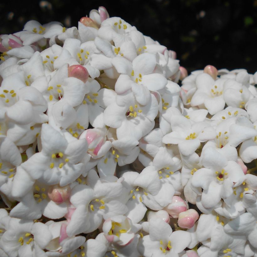 Viorne - Viburnum (x) carlcephalum  (Floraison)