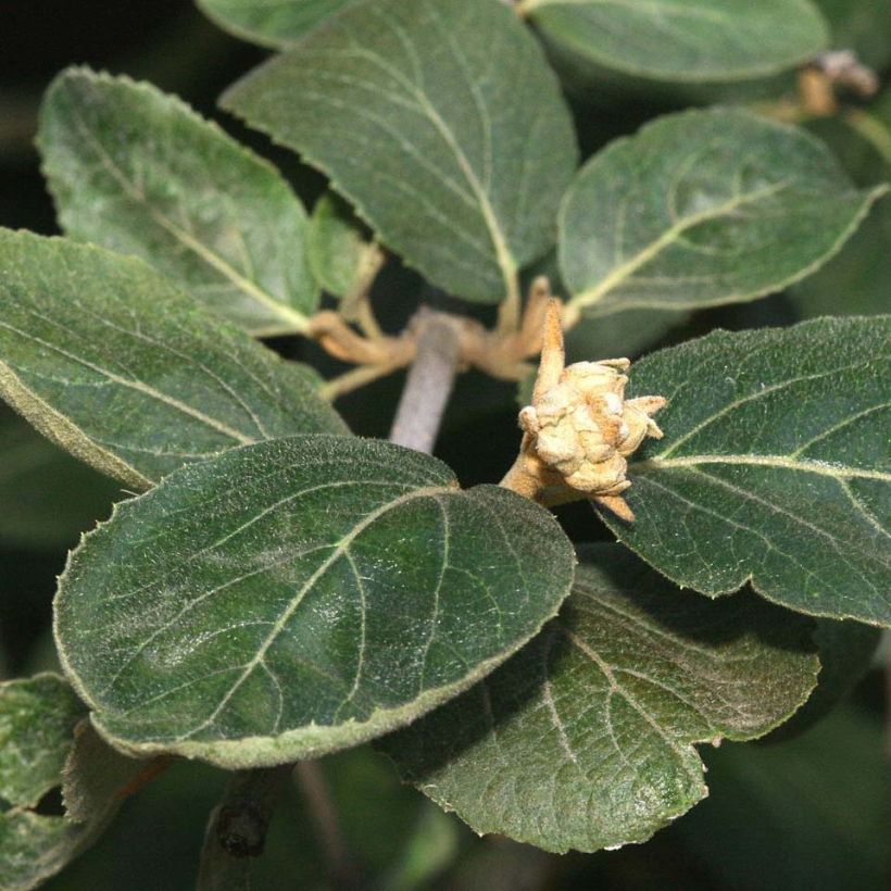 Viorne - Viburnum (x) carlcephalum  (Feuillage)