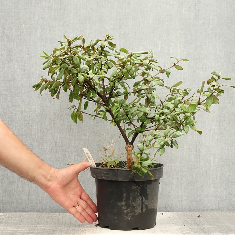 Spécimen de Viburnum burkwoodii Conoy - Viorne de Burkwood  Pot de 4L/5L tel que livré en été