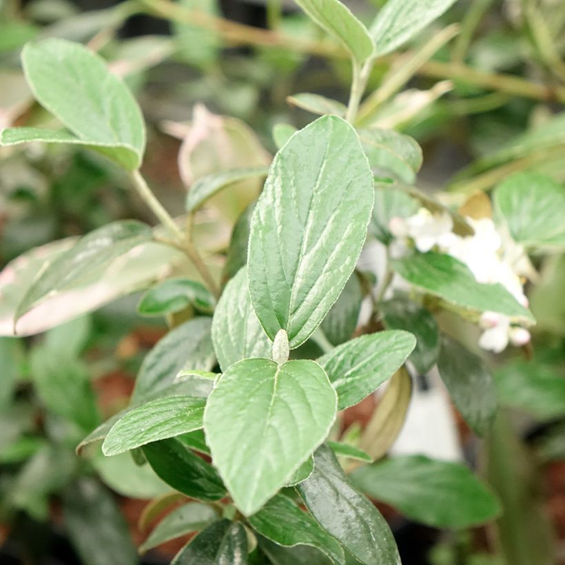 Viburnum burkwoodii Conoy - Viorne de Burkwood (Feuillage)