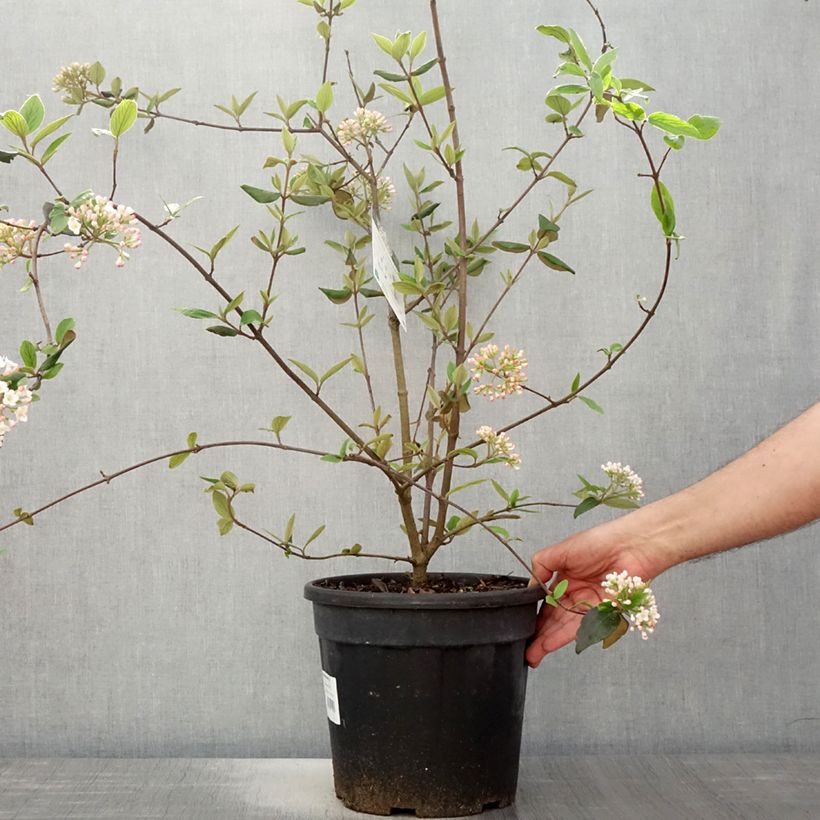 Spécimen de Viburnum burkwoodii - Viorne de Burkwood en pot de 7.5L/10L tel que livré au printemps