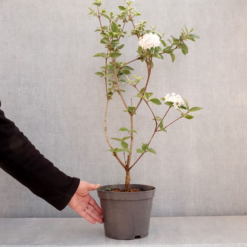 Spécimen de Viburnum carlesii - Viorne de Carle Pot de 2L/3LHauteur livrée env. 40/50cm tel que livré au printemps