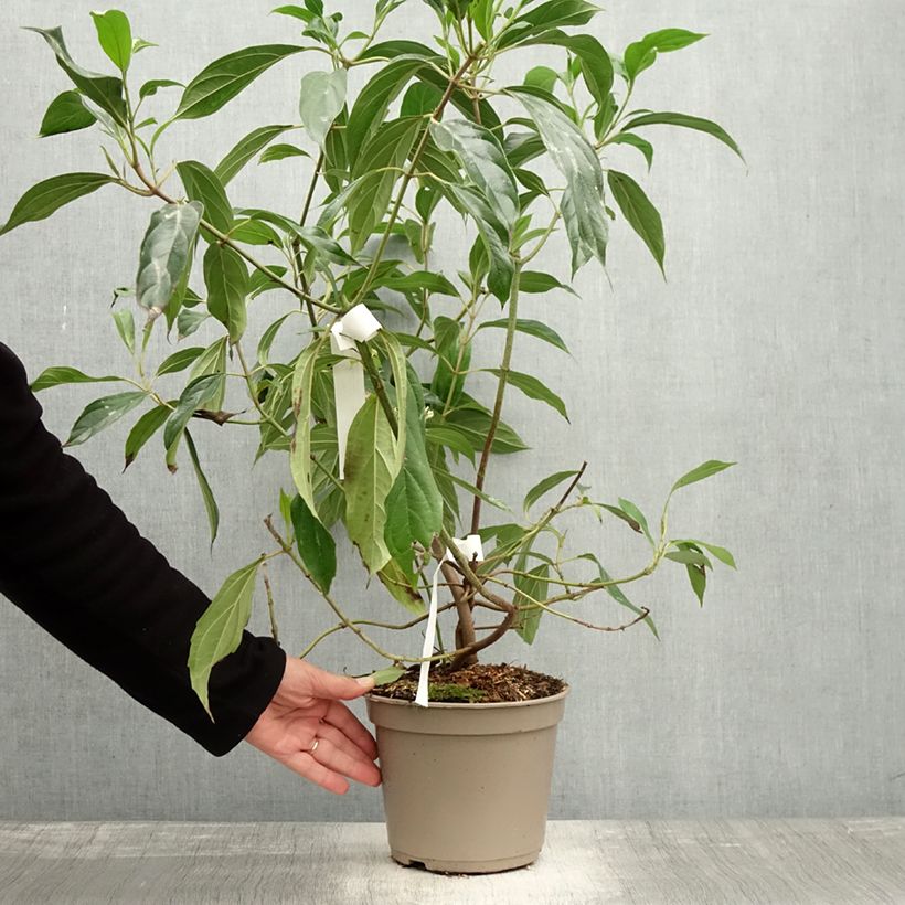 Spécimen de Viburnum cylindricum - Viorne à fleurs tubulaires Pot de 4L/5L tel que livré en automne