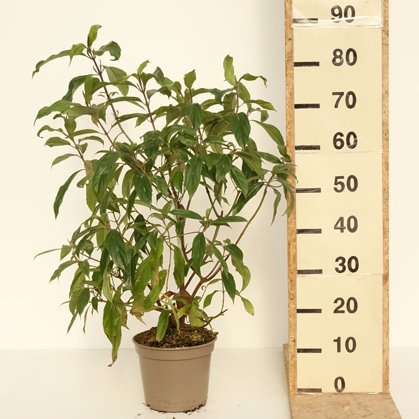 Spécimen de Viburnum cylindricum - Viorne à fleurs tubulaires - Pot de 4L/5L tel que livré au printemps