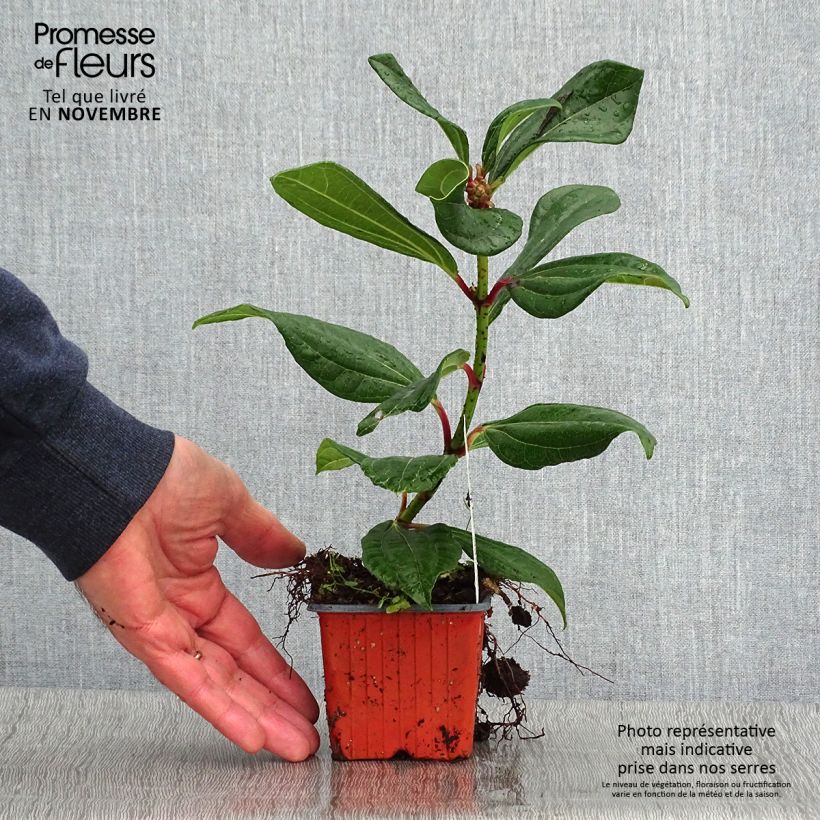 Spécimen de Viburnum davidii - Viorne de David Godet de 8/9 cm tel que livré en automne