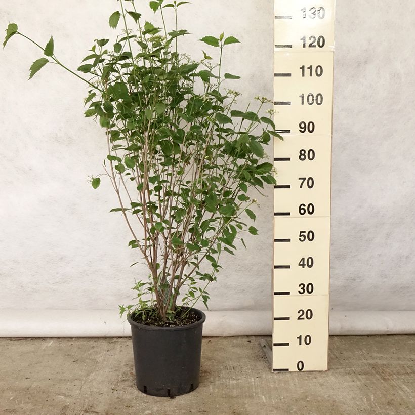 Spécimen de Viburnum dentatum Blue Muffin - Viorne dentée Pot de 12L/15L tel que livré en été