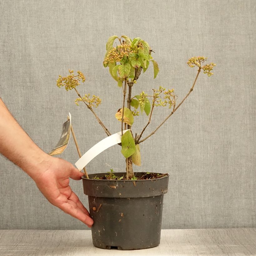Spécimen de Viburnum dilatatum Michael Dodge Pot de 4L/5L tel que livré en été