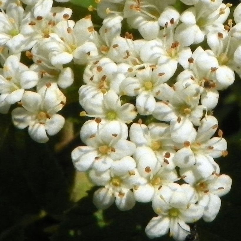 Viorne lantane -  Viburnum lantana (Floraison)