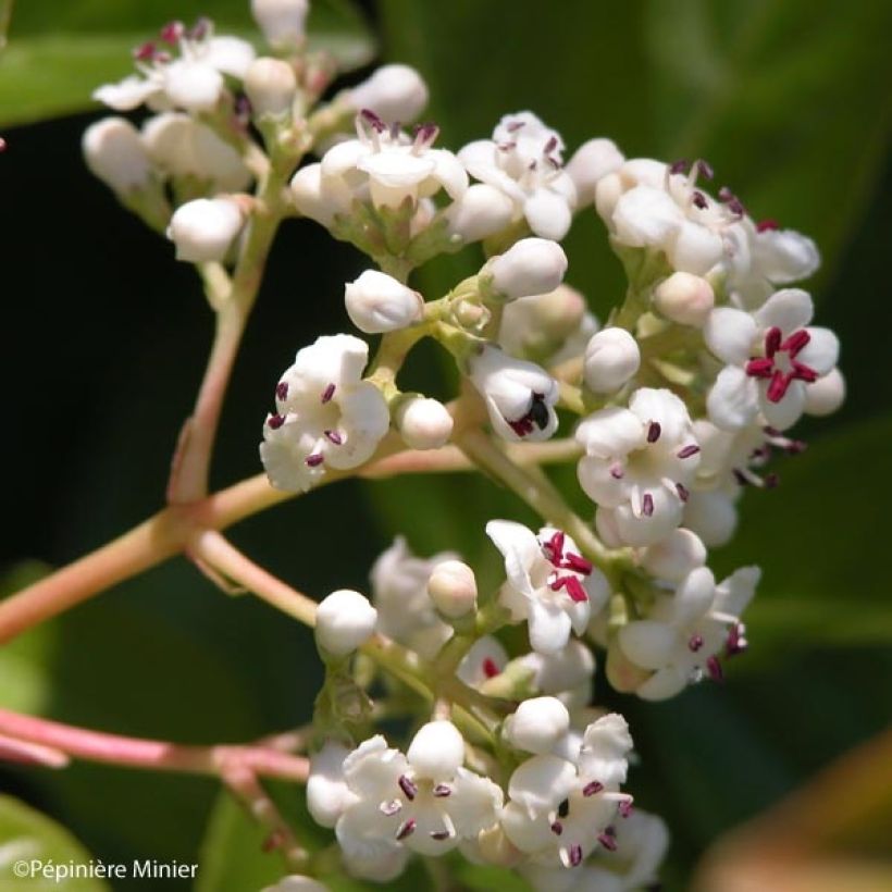 Viorne - Viburnum Le Bois Marquis (Floraison)