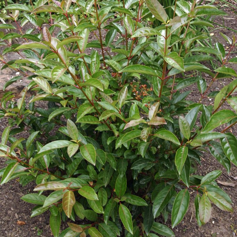 Viorne - Viburnum Le Bois Marquis (Feuillage)