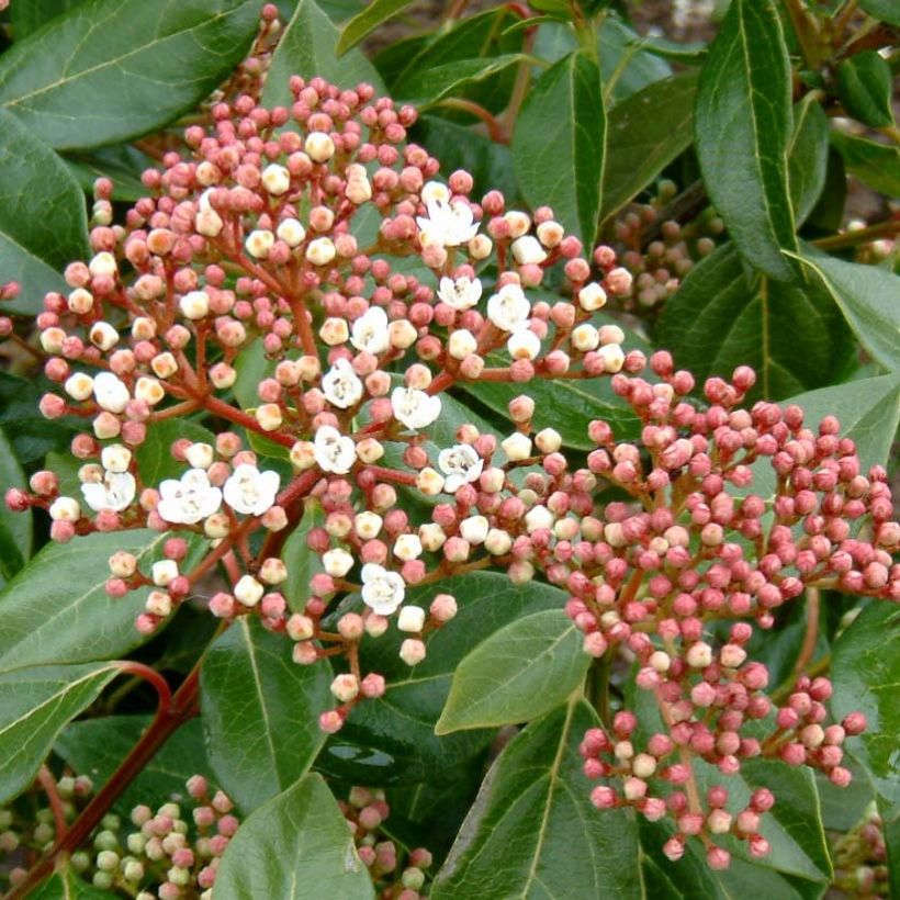 Viburnum lucidum - Viorne luisante (Floraison)