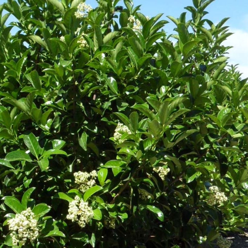 Viburnum lucidum - Viorne luisante (Feuillage)