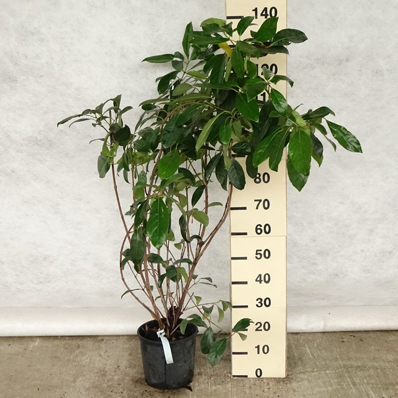 Spécimen de Viburnum lucidum - Viorne luisante Pot de 5L tel que livré au printemps