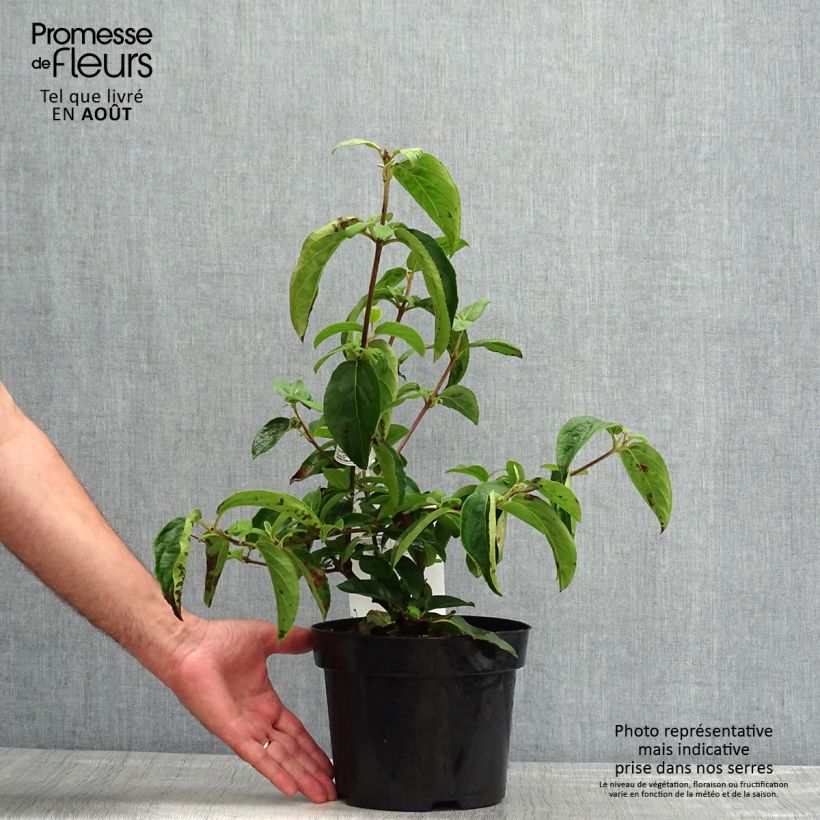 Spécimen de Viburnum macrocephalum Happy Fortuna - Viorne à grosse tête Pot de 3L/4L tel que livré en été