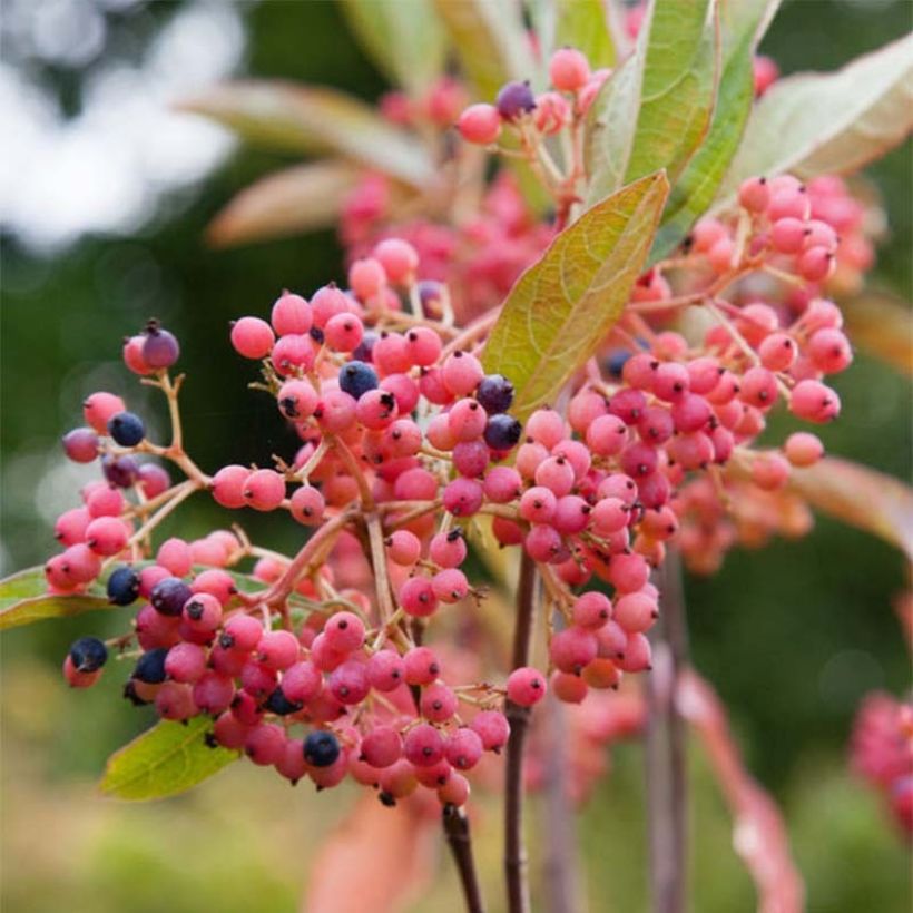 Viorne - Viburnum nudum Pink Beauty (Floraison)