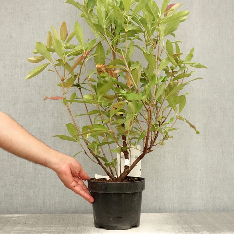 Spécimen de Viburnum odoratissimum Coppertop - Viorne parfumée  Pot de 3L/4L tel que livré en été