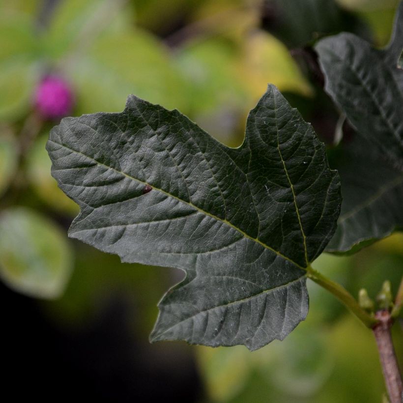 Viorne obier - Viburnum opulus Compactum  (Feuillage)