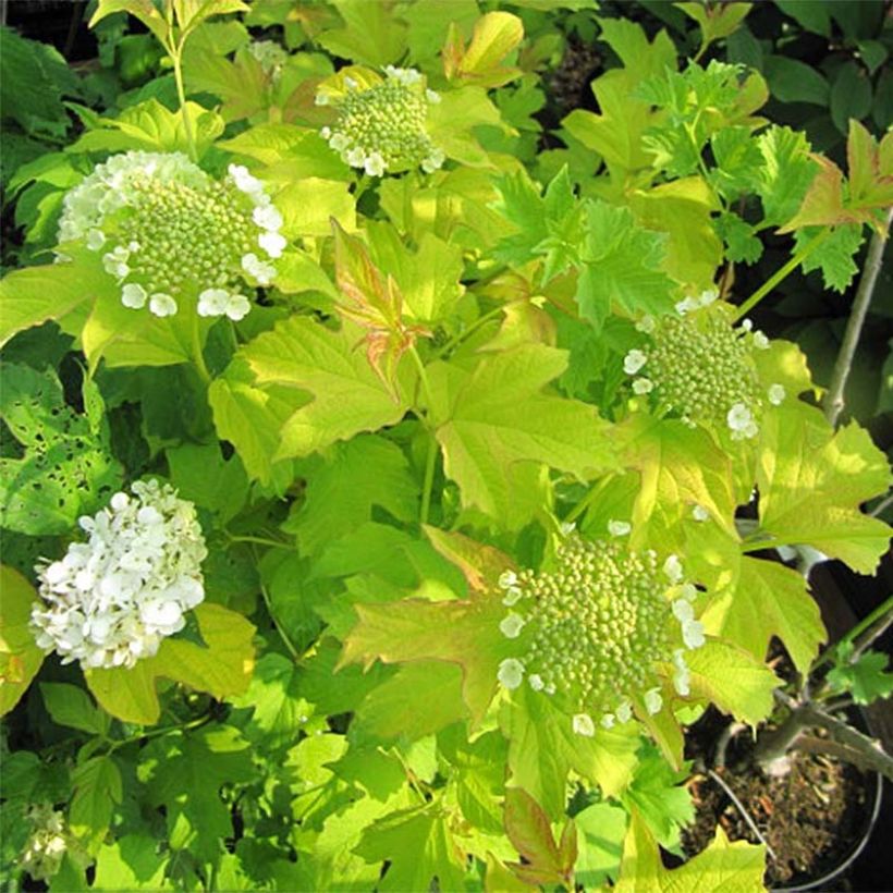 Viorne obier, Boule de neige - Viburnum opulus Park Harvest (Floraison)