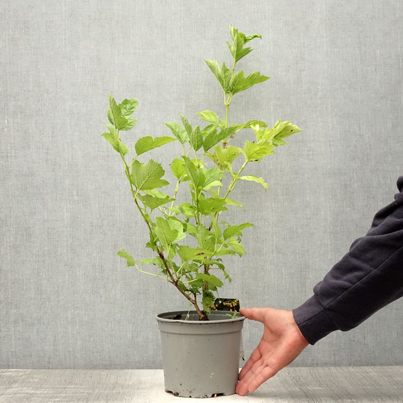 Spécimen de Viburnum opulus Xanthocarpum - Viorne obier Pot de 3L/4L tel que livré en été