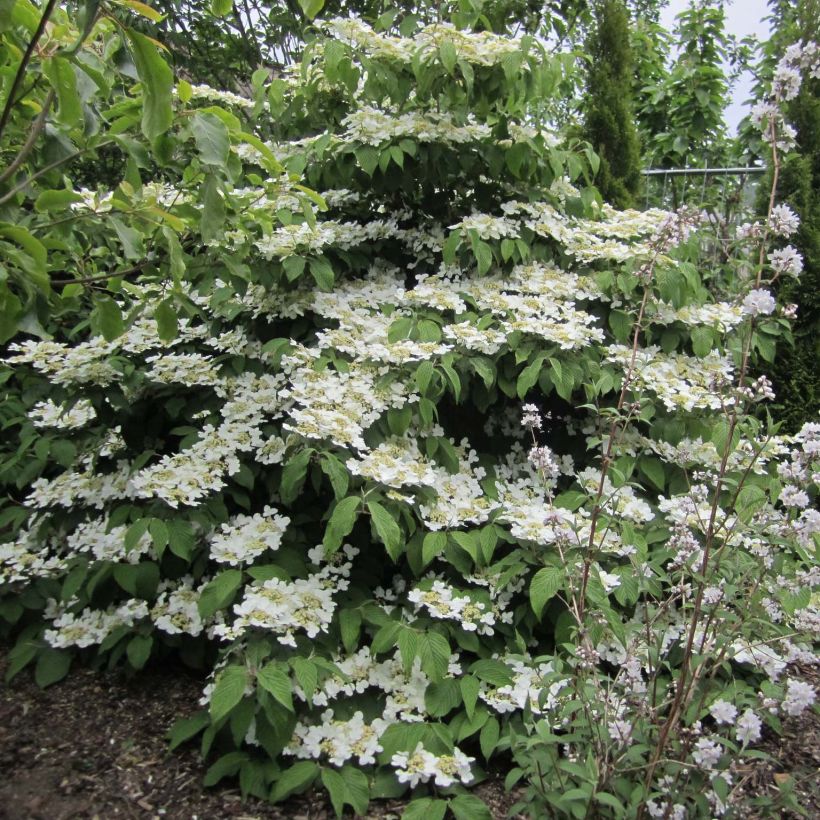 Viorne - Viburnum plicatum Lanarth (Port)