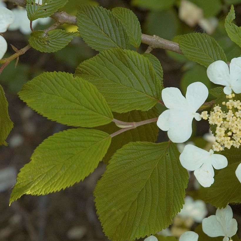 Viorne de Chine - Viburnum plicatum Mariesii (Feuillage)