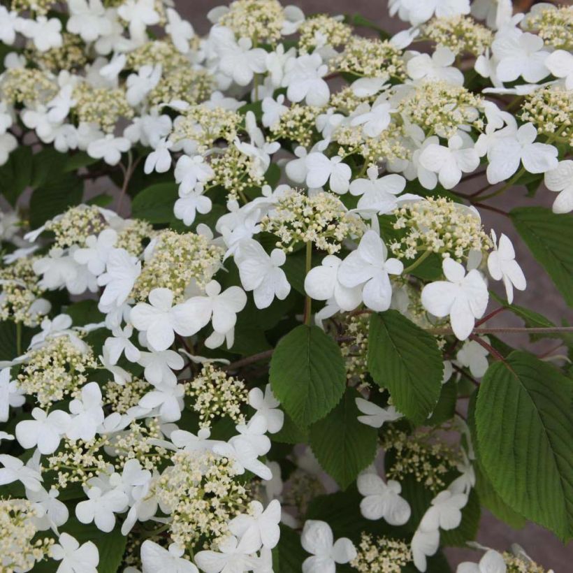 Viorne de Chine - Viburnum plicatum Mariesii (Floraison)