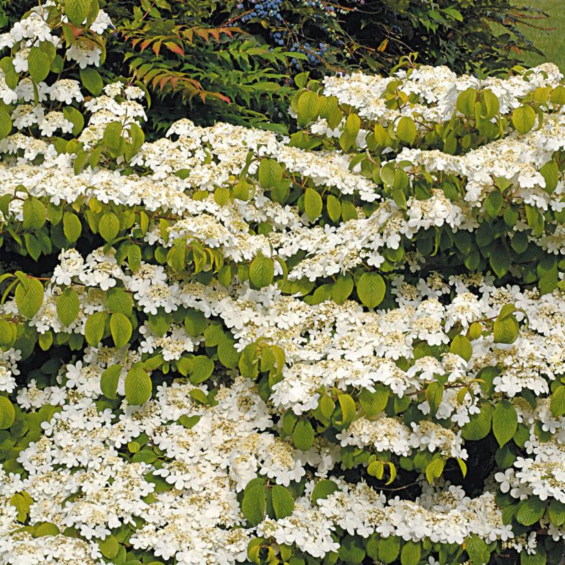 Viorne de Chine - Viburnum plicatum Mariesii Great Star (Port)