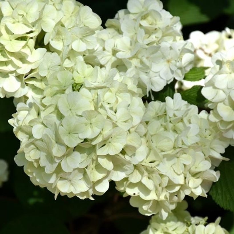 Viorne - Viburnum plicatum Opening Day (Floraison)