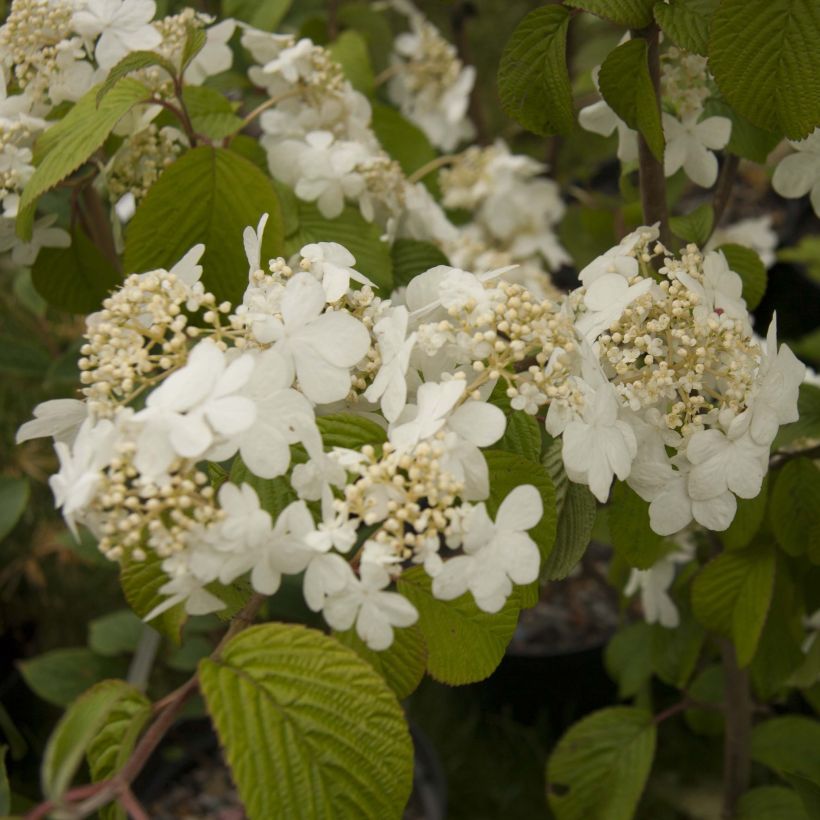 Viorne de Chine - Viburnum plicatum Shasta (Floraison)