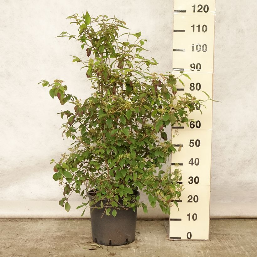 Spécimen de Viorne - Viburnum plicatum Watanabe Pot de 12L/15L tel que livré en été