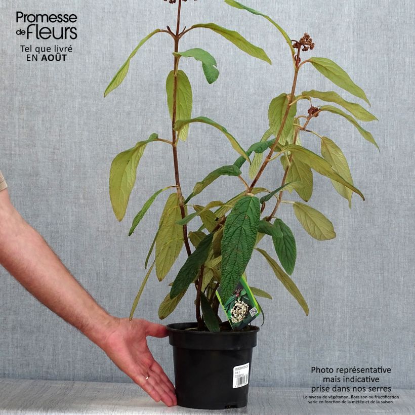 Spécimen de Viburnum rhytidophyllum - Viorne à feuilles ridées. Pot de 2L/3L tel que livré en été