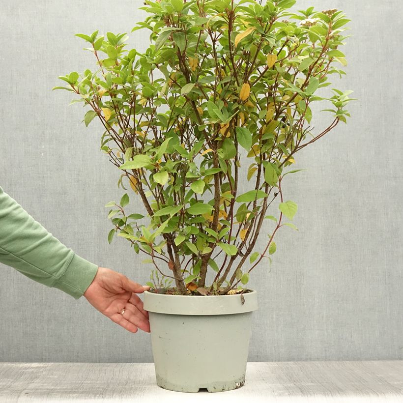 Spécimen de Viburnum tinus Eve Price - Laurier tin Pot de 7,5L/10L tel que livré en été