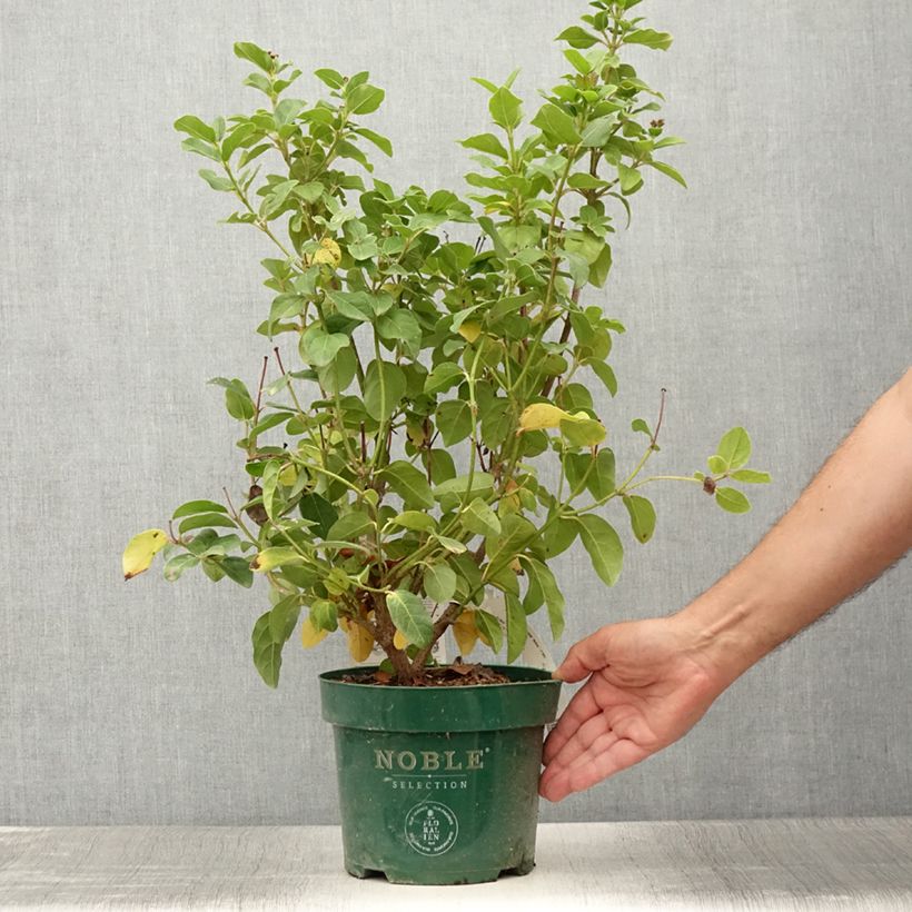 Spécimen de Viburnum tinus Lisarose - Laurier-tin rose Pot de 3L/4L tel que livré en été