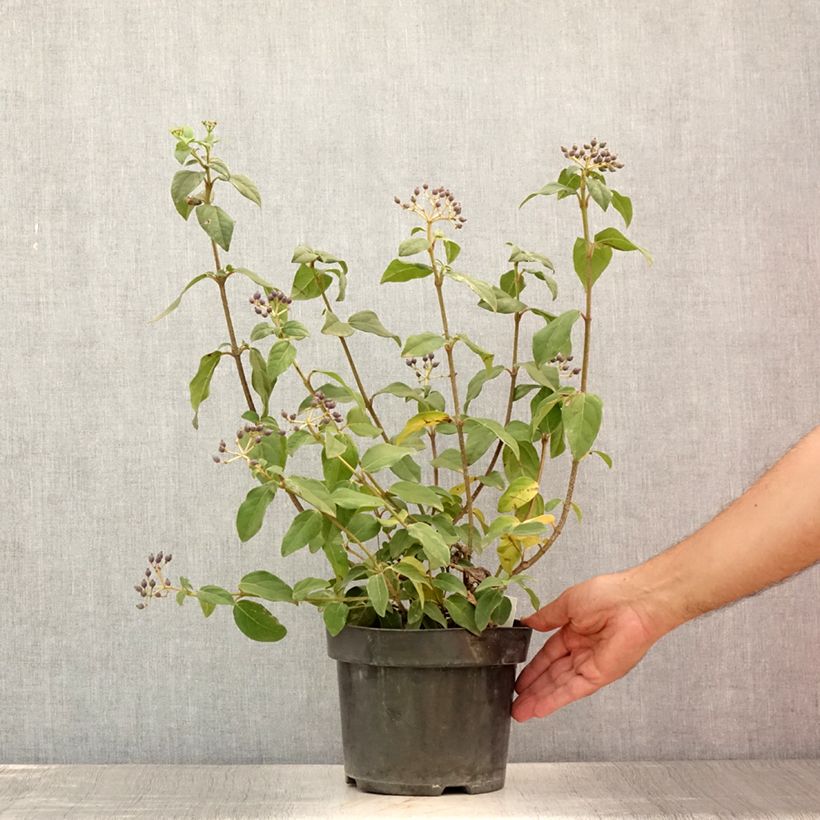Spécimen de Viburnum tinus Purpureum - Viorne tin, Laurier tin  Pot de 2L/3L tel que livré en été