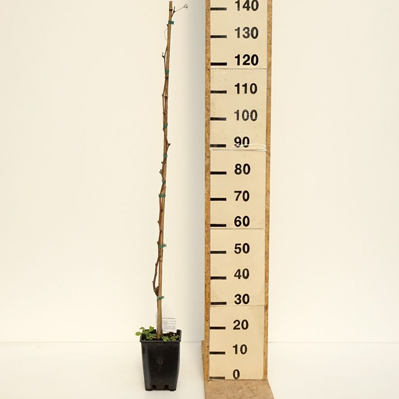 Spécimen de Vigne Alphonse Lavallée - Vitis vinifera  - Pot de 3L/4L tel que livré au printemps