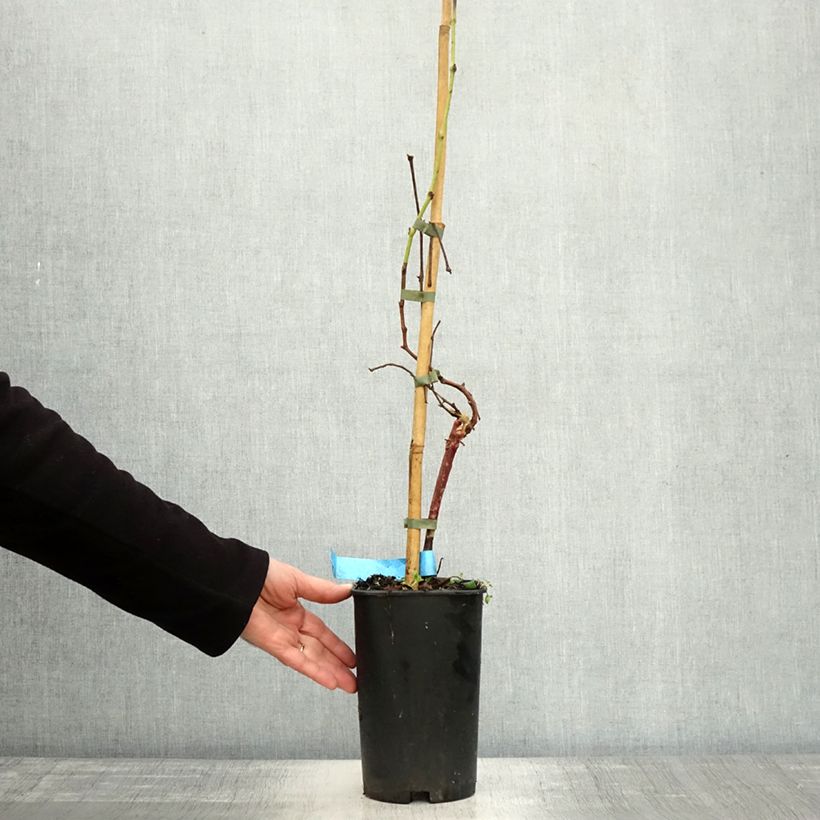 Spécimen de Vigne Ampelia Aladin Pot de 1,5L/2L tel que livré en automne