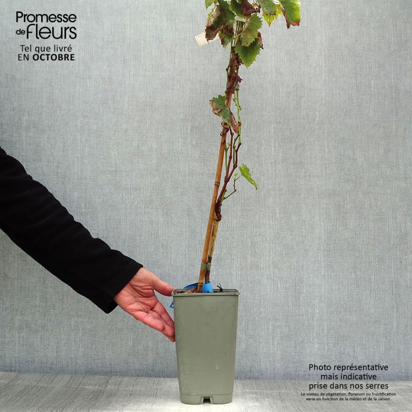 Spécimen de Vigne Ampelia Amandin Pot de 2L/3L tel que livré en automne